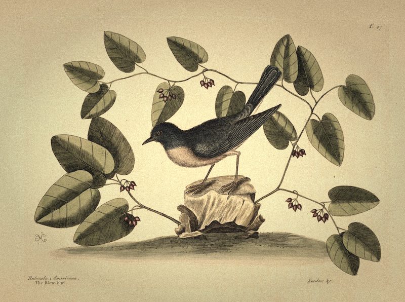 Ilustración botánica antigua de un ave posada sobre una rama con bayas